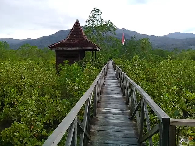 Hutan Mangrove Cengkrong