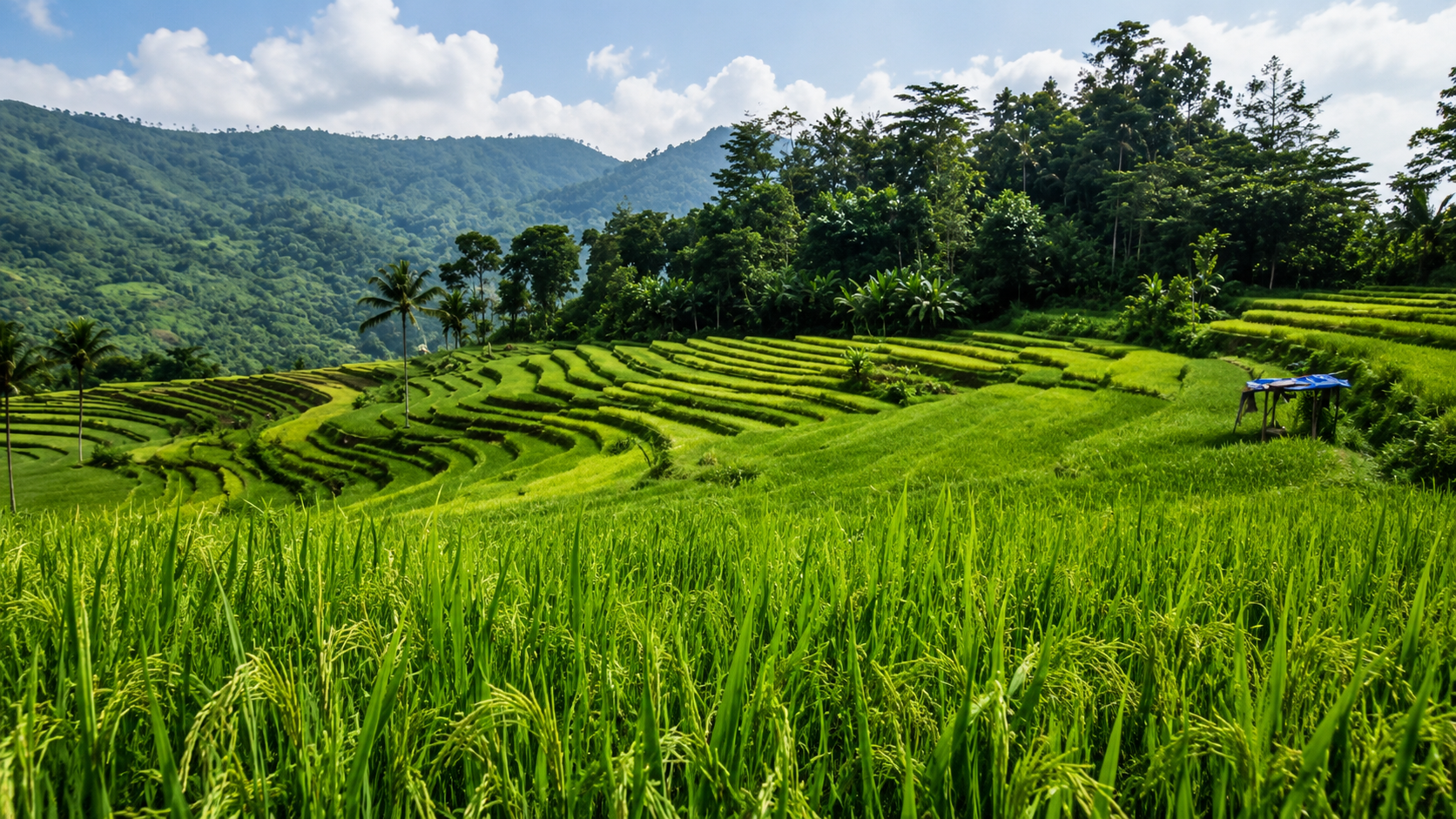 Desa wisata siki